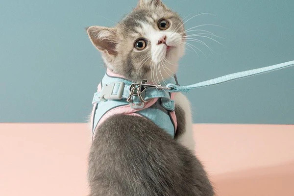 Chú mèo lông trắng đeo dây dắt màu hồng đang được dắt đi dạo