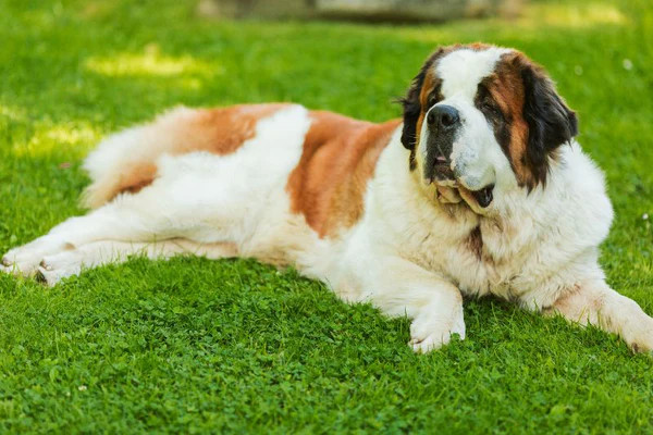 Chó St. Bernard với thân hình đồ sộ và ánh mắt biểu cảm