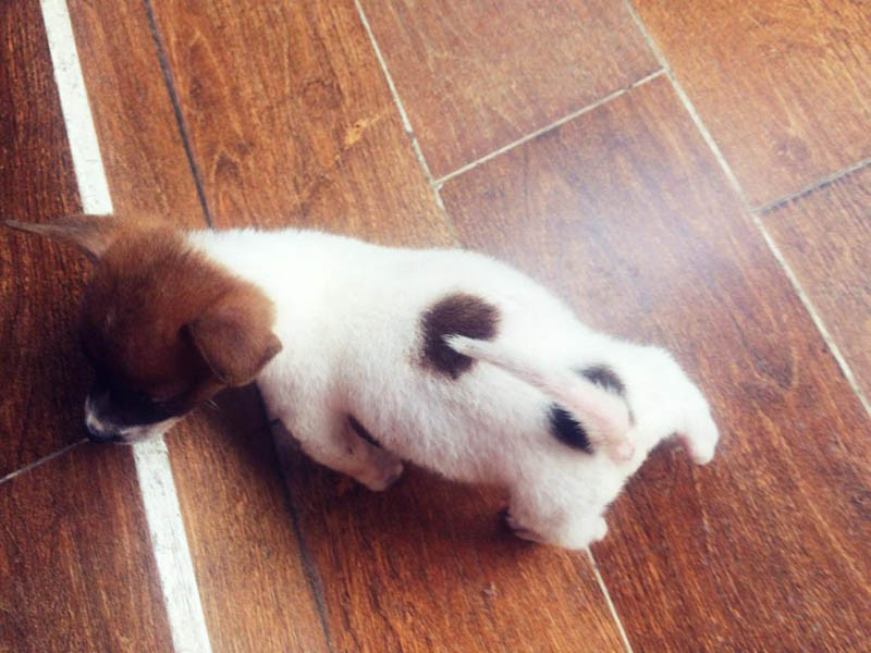 Bạch cẩu hoàng đầu thân bối nguyệt, tướng chó quý hiếm mang lại may mắn