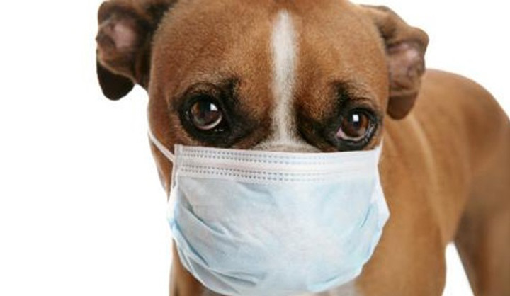 Chó bị ho cũi thường chảy nước mắt, thậm chí là nôn ra bọt trắng