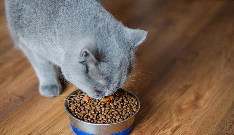 Mèo Anh lông ngắn có thể ăn đa dạng thức ăn khô và tự nấu