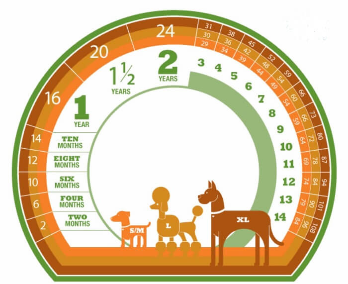 Biểu đồ tham chiếu vòng đời và tuổi thọ trung bình của các giống chó