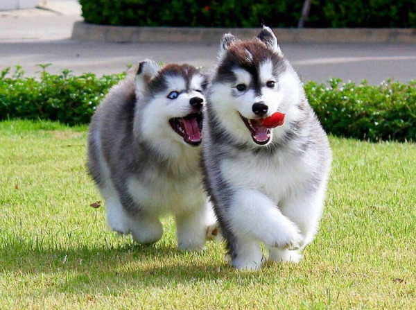 Chú chó Alaska Malamute với bộ lông dày và vẻ ngoài oai vệ