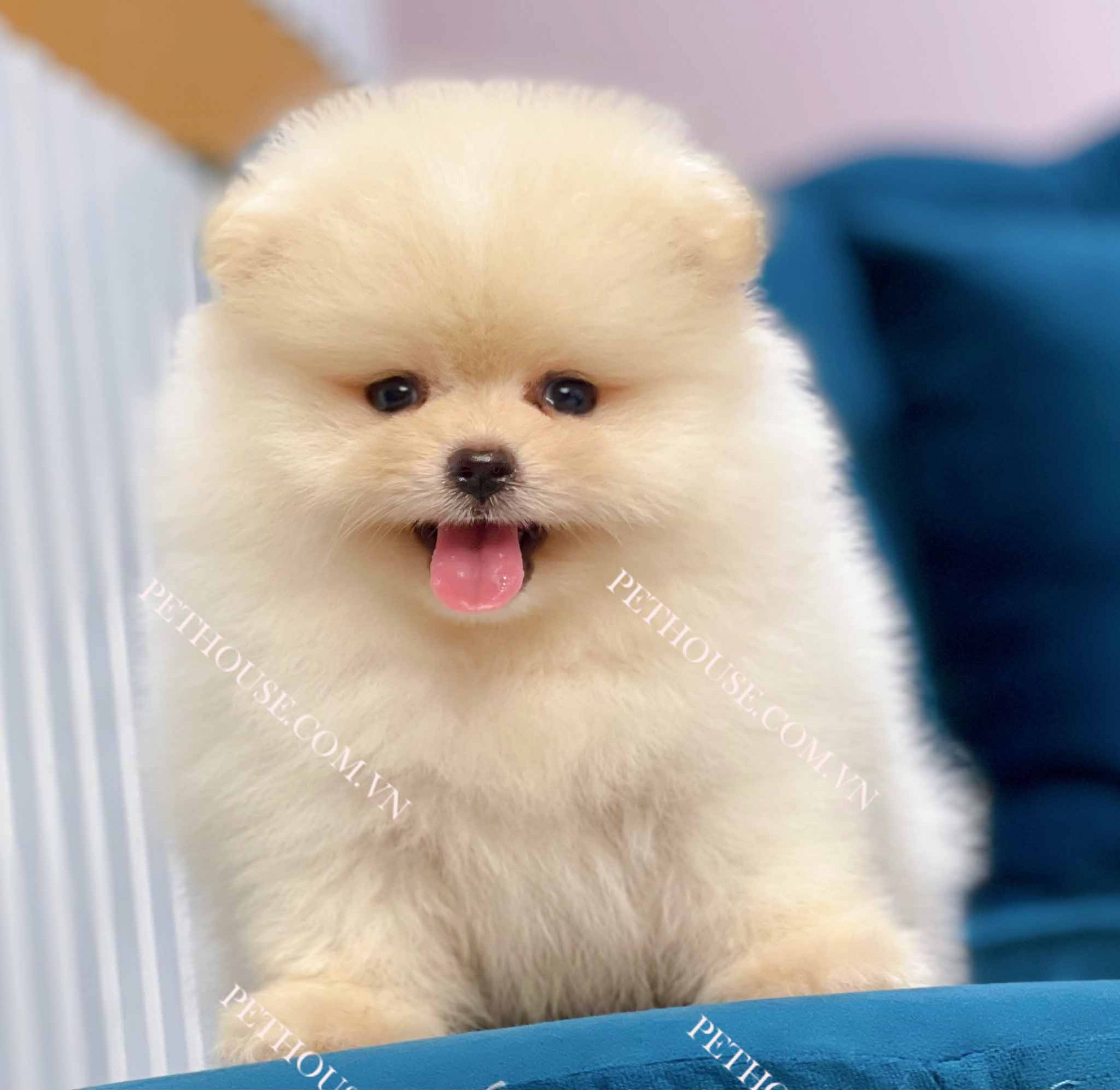 Phốc sóc mặt gấu với mõm ngắn đáng yêu