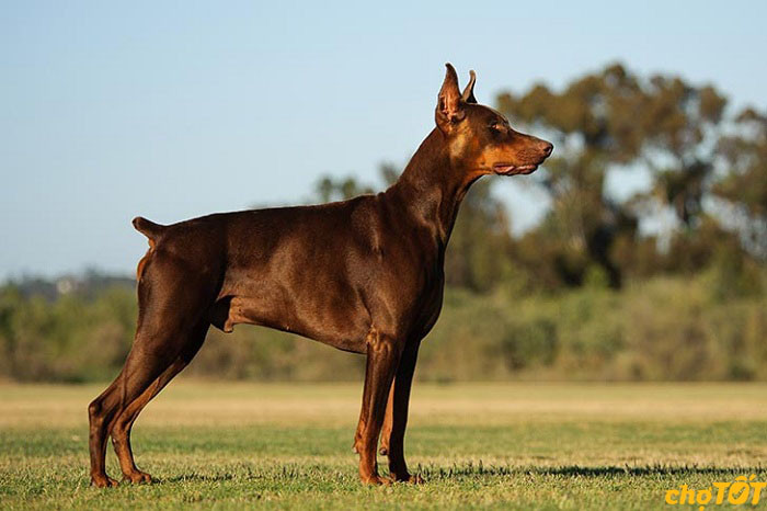 Hình ảnh phác họa Louis Doberman và những chú chó đầu tiên