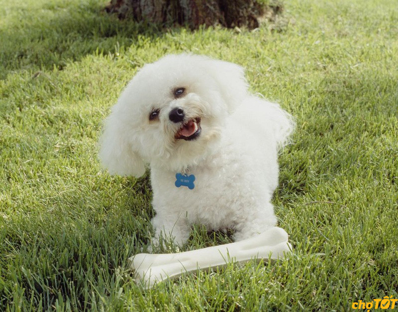 Chú chó Bichon Frise với bộ lông trắng muốt đặc trưng