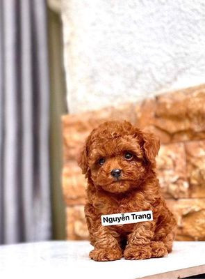 Poodle Tini lông xoăn trắng muốt đáng yêu đang chơi đùa trên nền gỗ