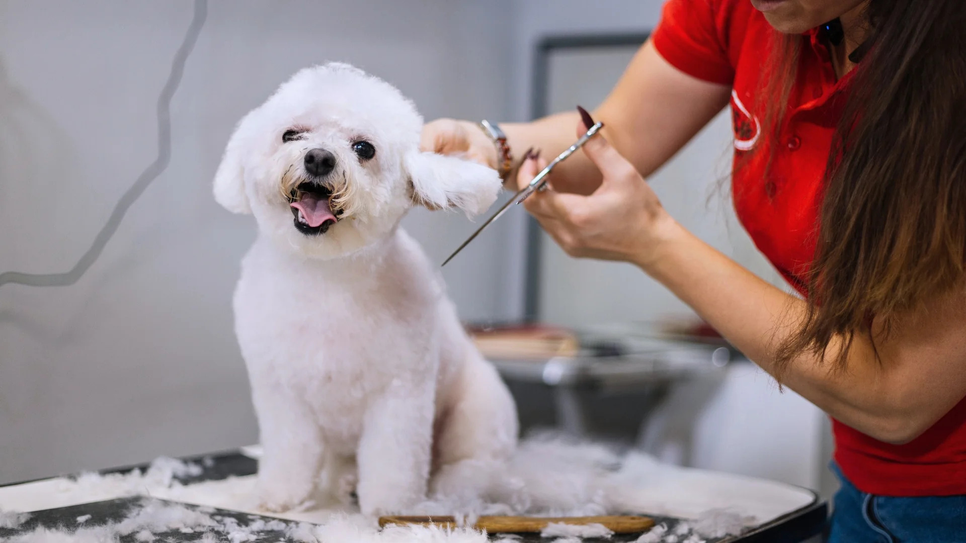 Thực hiện cắt tỉa lông cho chó Poodle tại nhà sau khi chải