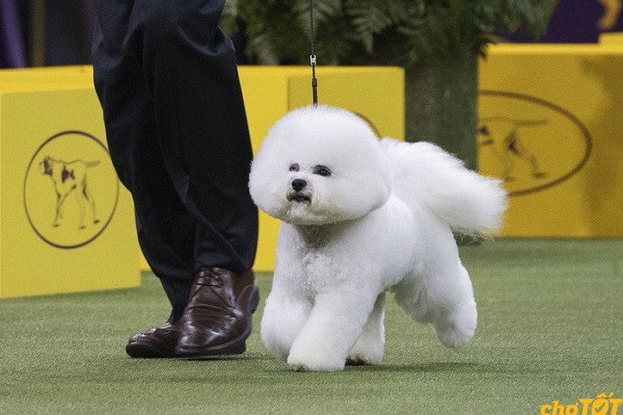 Sự khác biệt về ngoại hình giữa chó Bichon Frise và Poodle