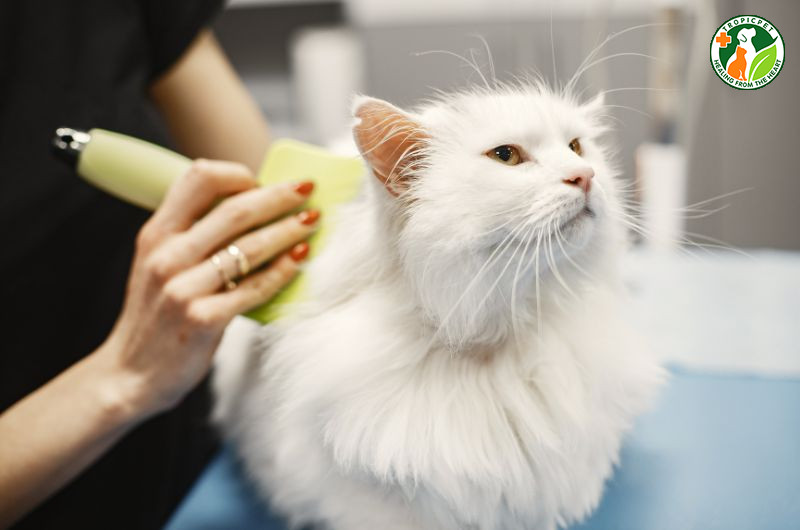 Chủ nhân đang chải lông cho mèo cưng để giữ bộ lông mềm mượt