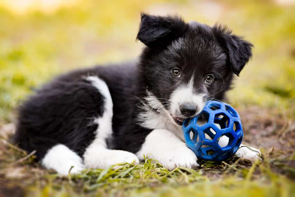 Chó Border Collie đang chơi đùa trong vườn, thể hiện nhu cầu vận động cao và môi trường sống lý tưởng