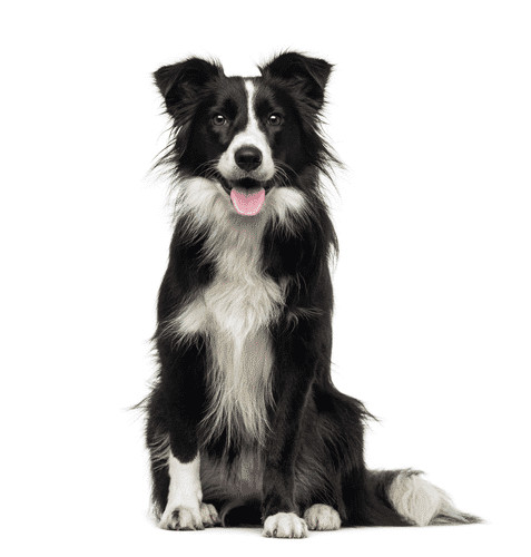 Chó Border Collie đứng trên đồng cỏ xanh mướt, tượng trưng cho nguồn gốc chó chăn cừu