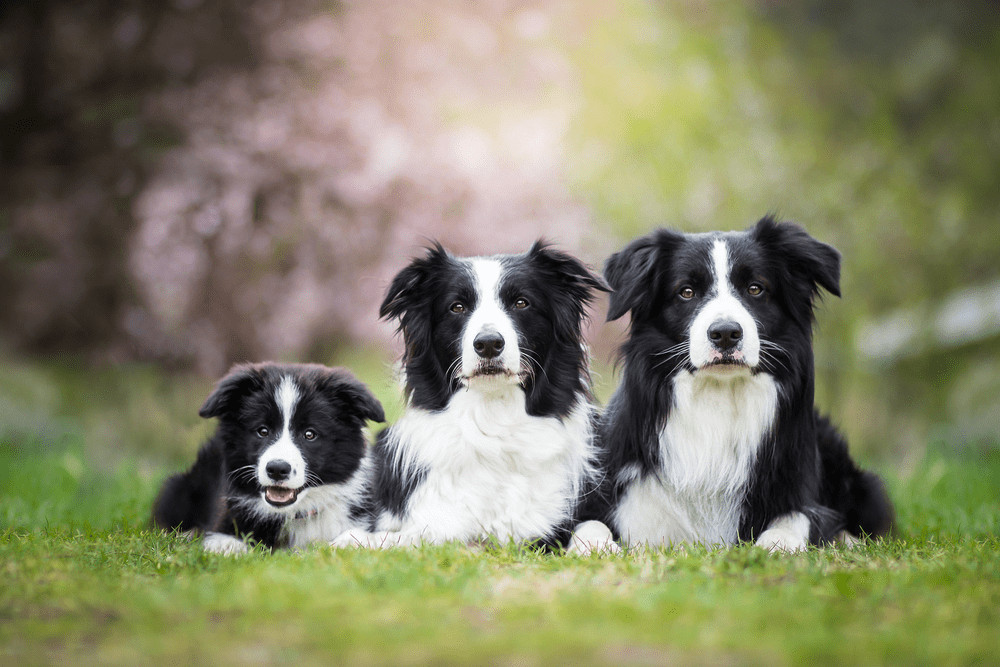 Chó Border Collie với ánh mắt tinh anh, biểu hiện sự thông minh vượt trội của giống chó