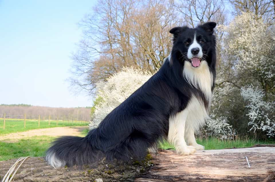 Hình ảnh tổng thể một chú chó Border Collie trưởng thành với thân hình cân đối và bộ lông dày