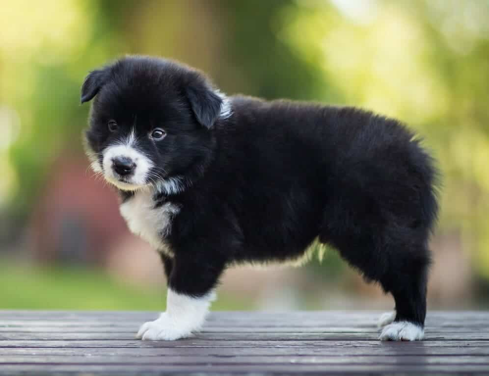 Chó Border Collie con đang nhìn chăm chú, thể hiện sự cảnh giác và thông minh