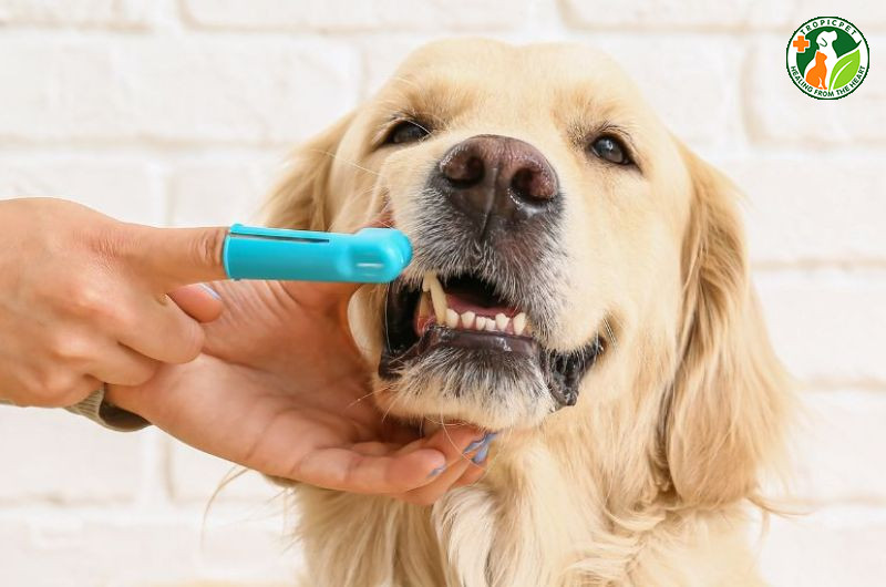 Chó được chủ nhân chăm sóc răng miệng giúp hơi thở thơm tho