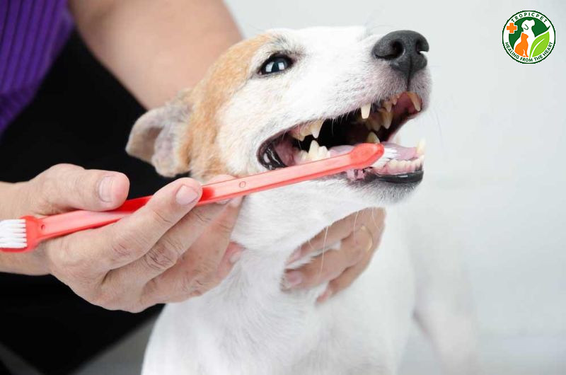 Chủ nhân chải răng cho chó hàng ngày bằng bàn chải chuyên dụng