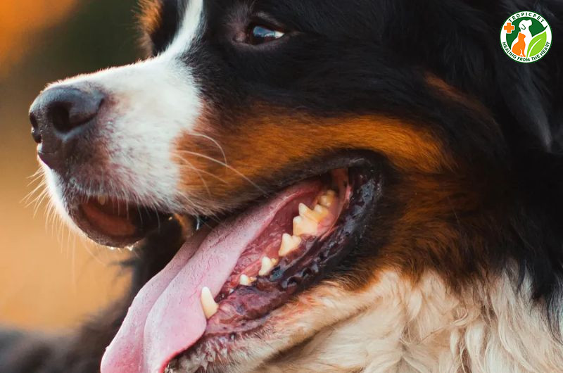 Răng nanh dài và sắc nhọn của chó