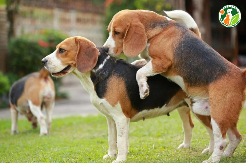 Một chú chó đực đang thể hiện hành vi mô phỏng giao phối với một vật mềm