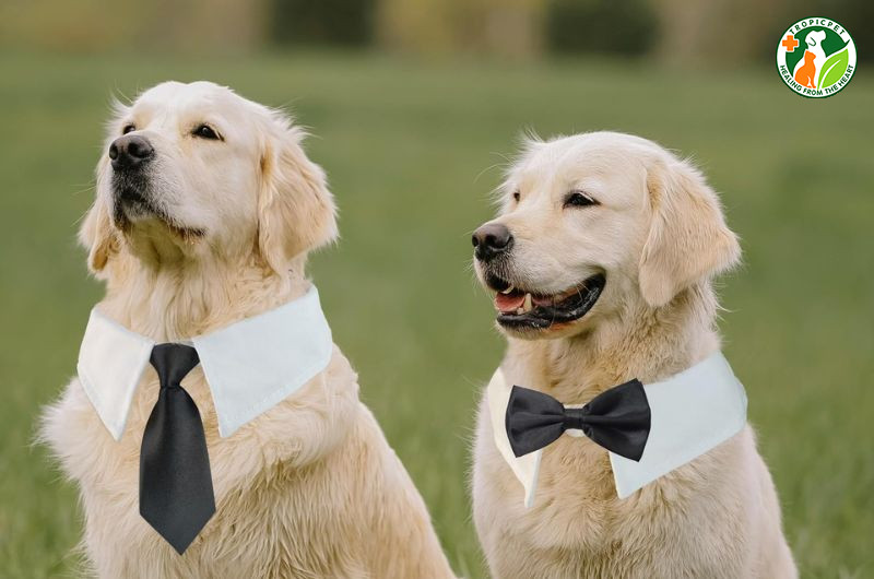 Chó đực thường bắt đầu giai đoạn phát dục khi đạt độ tuổi từ 6 đến 12 tháng