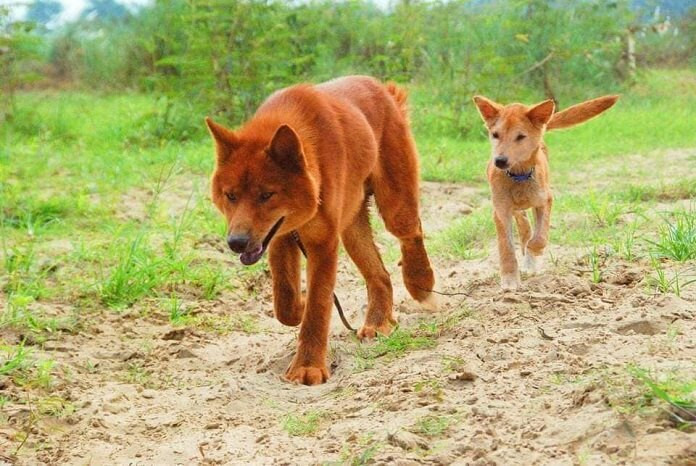 Chó Lài Sông Mã có ngoại hình mạnh mẽ, giống loài sói hoang dã