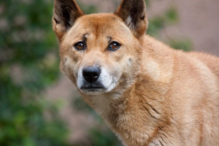 Chú chó Cỏ quen thuộc, người bạn đồng hành của nhiều gia đình Việt Nam