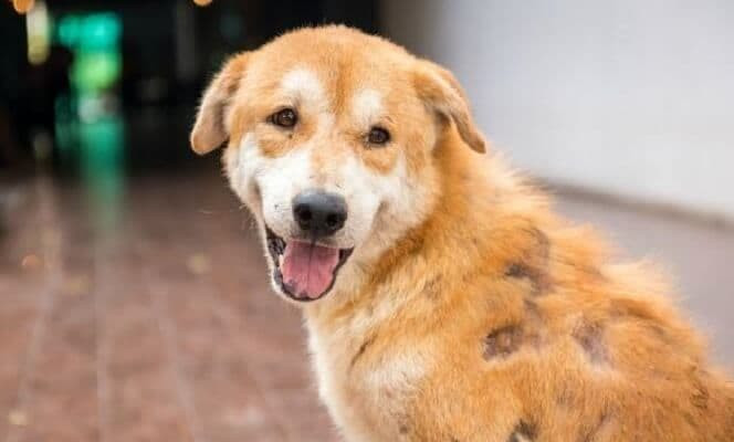 Cơ chế nấm Dermatophytes xâm nhập và phá hủy sợi lông, gây rụng lông và viêm da ở chó