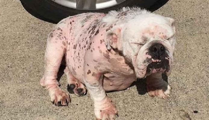 Chó bị nấm da thường có các biểu hiện như rụng lông thành mảng, mẩn đỏ, ngứa ngáy và đóng vảy gàu