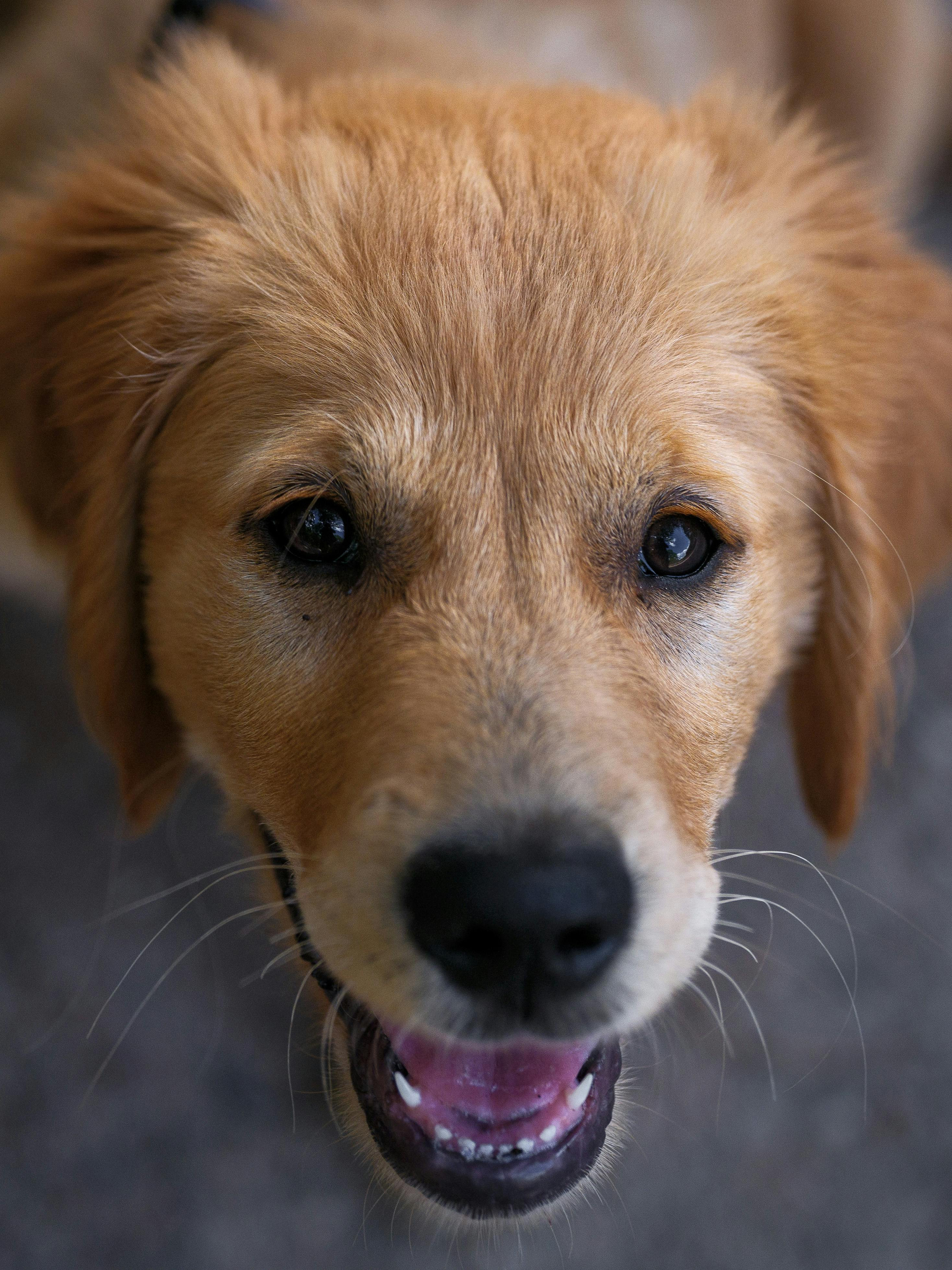 Chân dung cận cảnh một chú chó Golden Retriever đang ngẩng mặt vui vẻ
