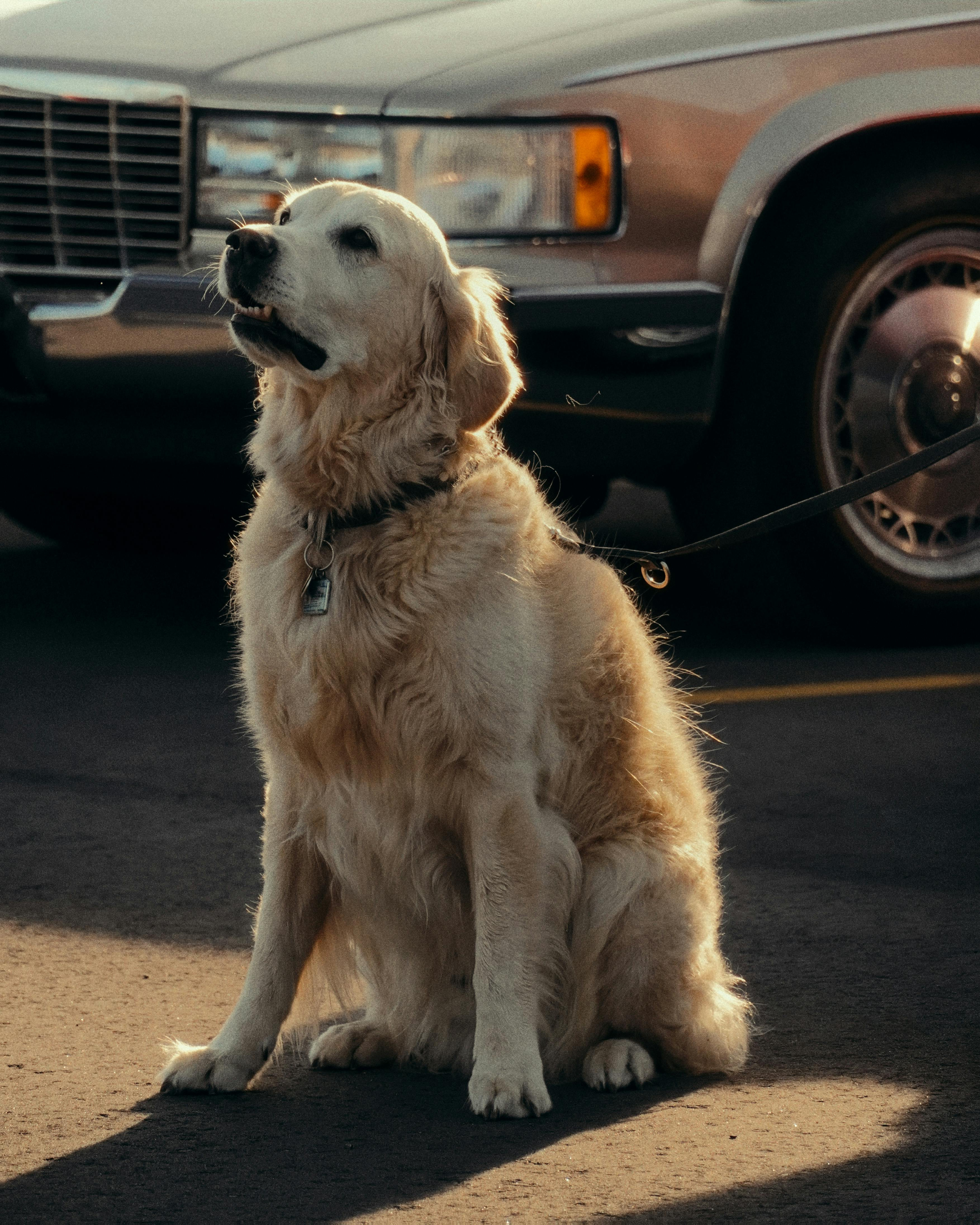 Một chú chó Golden Retriever đáng yêu ngồi giữa khung cảnh mùa thu ấm áp