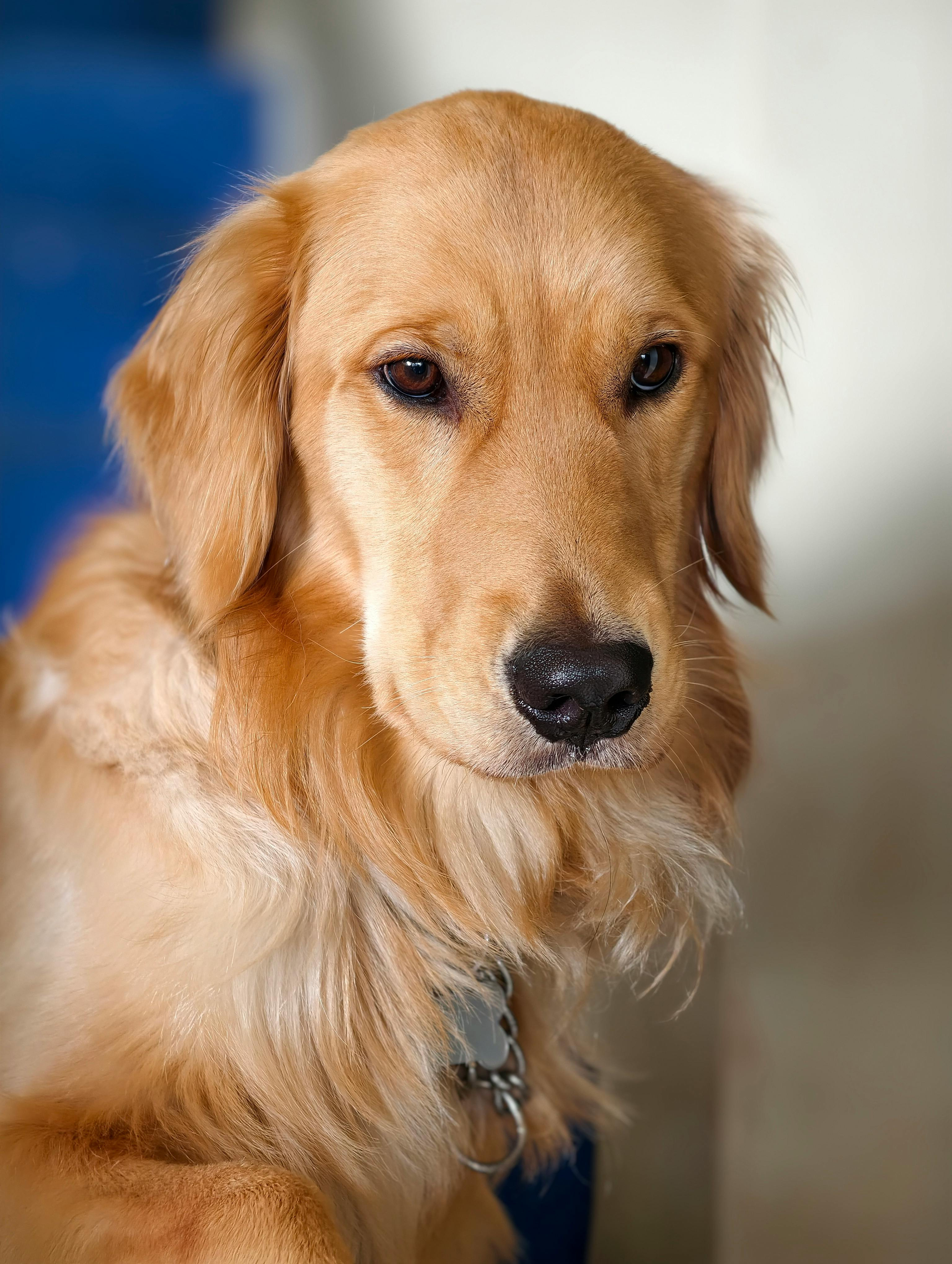 Chân dung cận cảnh một chú chó Golden Retriever với bộ lông vàng óng và ánh mắt hiền lành