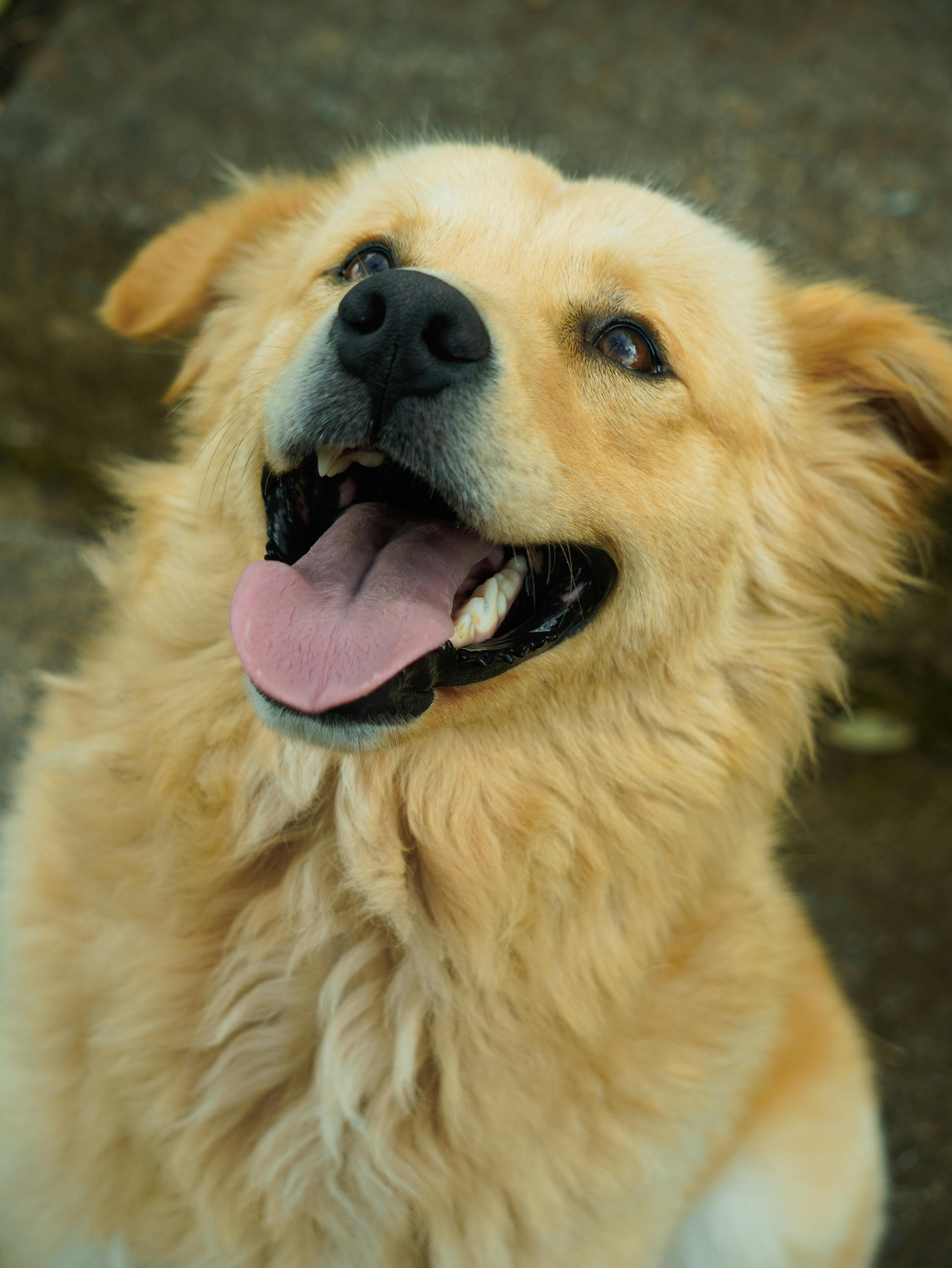 Chú chó Golden Retriever đang vui vẻ thè lưỡi, tận hưởng một ngày nắng ngoài trời