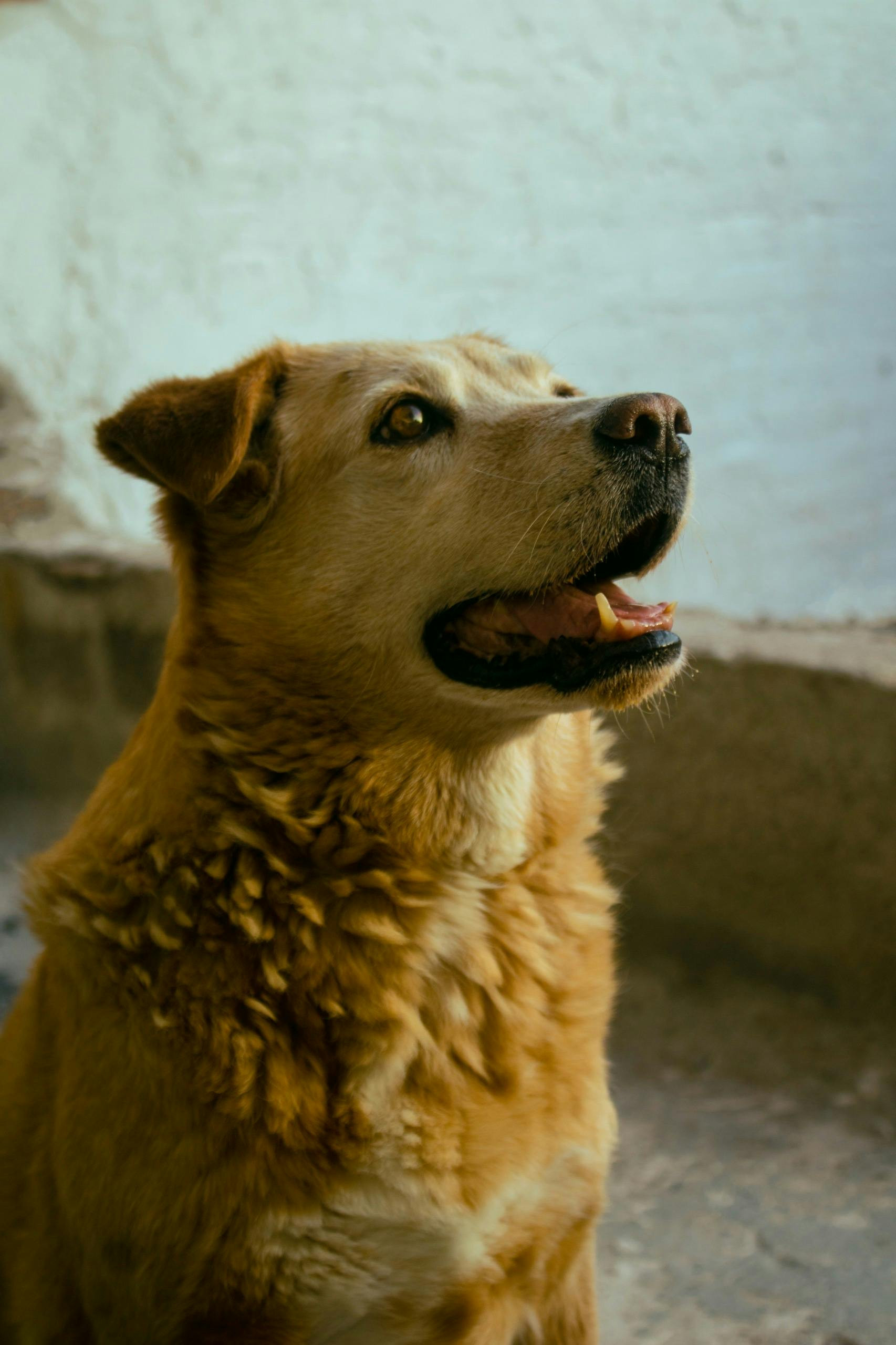 Chân dung chú chó Golden Retriever đang nhìn lên với ánh mắt tò mò trong nhà