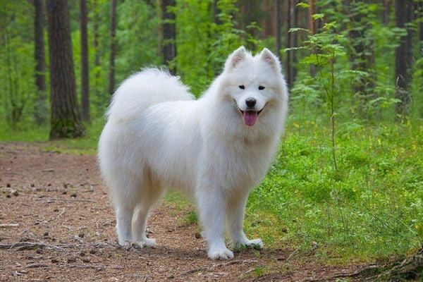 Chó Samoyed với bộ lông trắng muốt như tuyết và nụ cười rạng rỡ