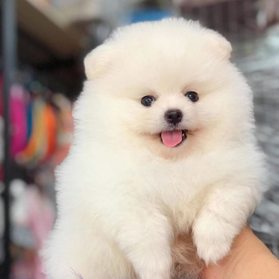 Chú chó Pomeranian màu cam vàng với bộ lông dày và khuôn mặt lanh lợi