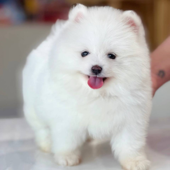 Chú chó Pomeranian với bộ lông dày và khuôn mặt ngây thơ, biểu cảm đáng yêu