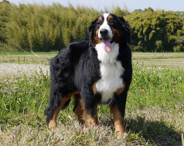 Chú chó Bernese Mountain trong sân