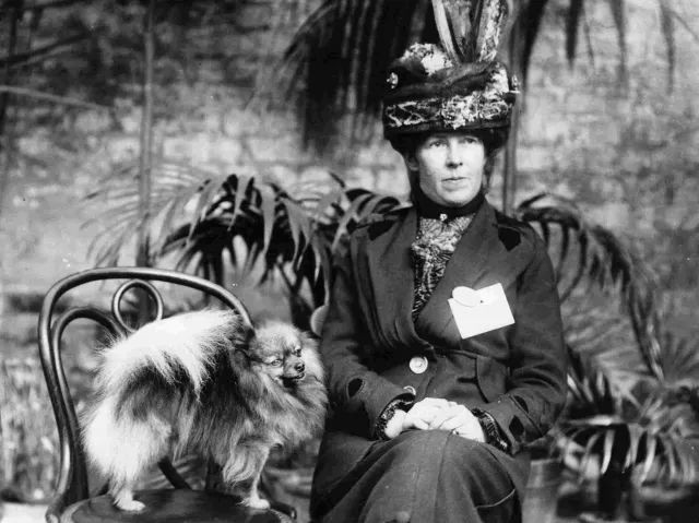 Chó Phốc Sóc là giống chó yêu thích của Nữ hoàng Victoria