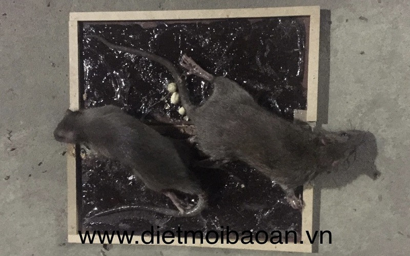 Tấm keo dính chuột dạng miếng gỗ lớn, phù hợp bẫy chuột cống hoặc chuột lớn