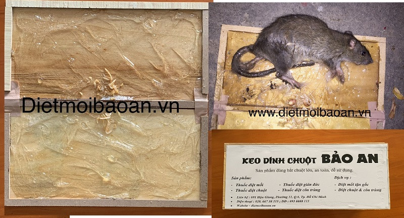Miếng keo dính chuột khổ lớn được đặt kèm mồi nhử để thu hút chuột