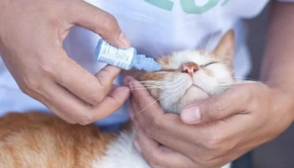 Chăm sóc mắt mèo bị kéo màng trắng bằng thuốc nhỏ mắt tại nhà