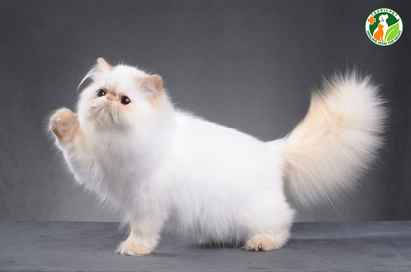 Mèo Ba Tư với bộ lông dài mượt mà và khuôn mặt đáng yêu