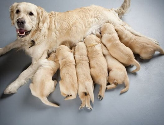 Nấm da có thể lây từ chó mẹ sang chó con trong đàn, đặc biệt dễ lây ở chó con dưới 6 tháng tuổi