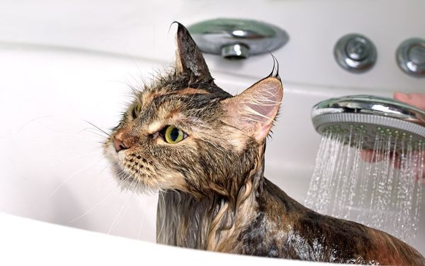Mèo được tắm rửa bằng dầu gội chuyên dụng để điều trị nấm