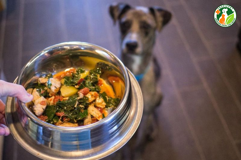 Một chú chó đực đang được chủ cho ăn một bữa ăn đầy đủ dinh dưỡng