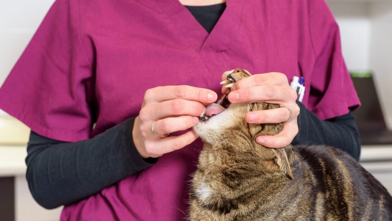 Thường xuyên tắm và cho mèo đi khám sức khỏe, xổ giun định kỳ là cách phòng ngừa hiệu quả