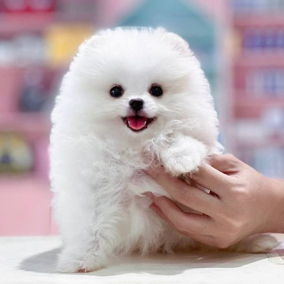 Chú chó Pomeranian trắng muốt đang ngước nhìn với vẻ mặt đáng yêu