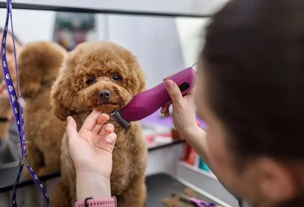 Một chú Poodle được cạo lông máu sạch sẽ với phần lông mới bắt đầu mọc lên trông khỏe mạnh hơn