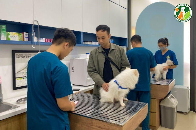 Một bác sĩ thú y đang thăm khám cho một chú chó tại phòng khám, chuẩn bị cho quá trình triệt sản