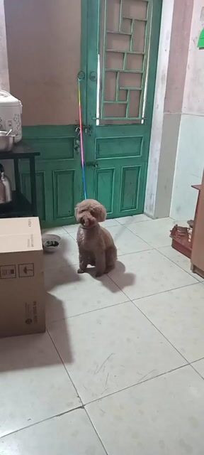 Chú chó Poodle lông xoăn màu nâu đang ngồi tạo dáng trước ống kính